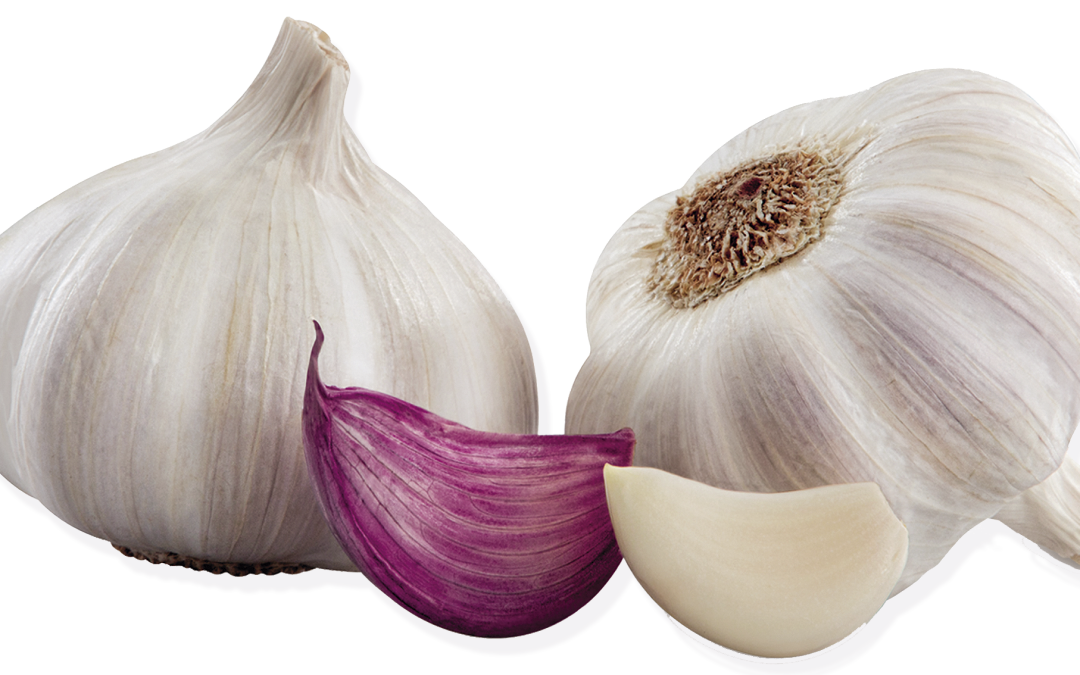 El Ajo Morado Pedroñete de las Pedroñeras, ¿qué beneficios tiene?